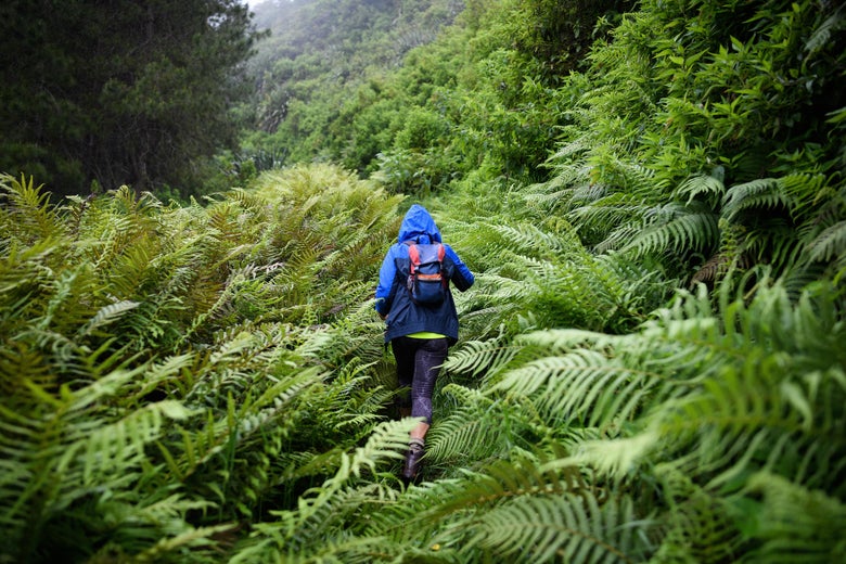 Hike guide Val Joshua walks on Diana's Peak on October 27, 2017 in the National Park, Saint Helena.